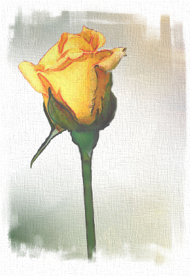 Yellow Rose